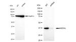 NSDHL Antibody in Western Blot (WB)