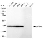 NSDHL Antibody in Western Blot (WB)