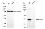 NSDHL Antibody in Western Blot (WB)