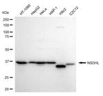 NSDHL Antibody in Western Blot (WB)