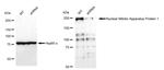 NuMA Antibody in Western Blot (WB)