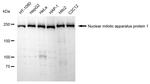 NuMA Recombinant Rabbit Monoclonal Antibody (24GB1290)