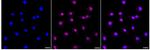 OLFM4 Recombinant Rabbit Monoclonal Antibody (24GB680)