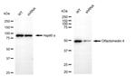 OLFM4 Antibody in Western Blot (WB)