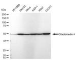 OLFM4 Antibody in Western Blot (WB)