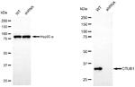 OTUB1 Antibody in Western Blot (WB)