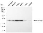 OTUB1 Monoclonal Antibody (24GB6485)