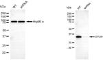 OTUB1 Antibody in Western Blot (WB)
