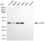 OTUB1 Monoclonal Antibody (24GB6500)