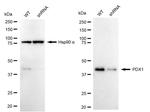 PDX1 Antibody in Western Blot (WB)