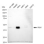 PDX1 Recombinant Rabbit Monoclonal Antibody (24GB1380)