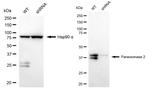 PON2 Antibody in Western Blot (WB)