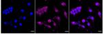 PEBP1 Recombinant Rabbit Monoclonal Antibody (24GB860)