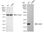PEBP1 Antibody in Western Blot (WB)