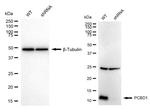 PCBD1 Antibody in Western Blot (WB)