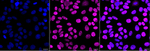 PCNA Monoclonal Antibody (24GB2805)