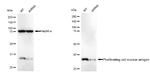 PCNA Antibody in Western Blot (WB)