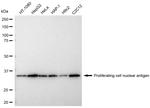 PCNA Antibody in Western Blot (WB)
