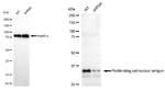 PCNA Antibody in Western Blot (WB)