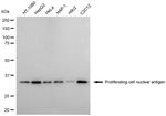 PCNA Antibody in Western Blot (WB)