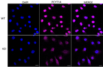 PCYT1A Antibody in Immunocytochemistry (ICC/IF)