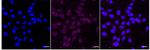 PDPK1 Recombinant Rabbit Monoclonal Antibody (24GB5425)