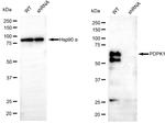 PDPK1 Antibody in Western Blot (WB)