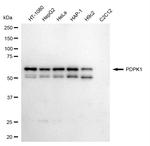 PDPK1 Antibody in Western Blot (WB)