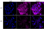 PDLIM1 Antibody in Immunocytochemistry (ICC/IF)