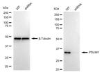PDLIM1 Antibody in Western Blot (WB)