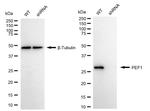 PEF1 Antibody in Western Blot (WB)