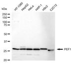 PEF1 Antibody in Western Blot (WB)