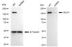 MNAR Antibody in Western Blot (WB)