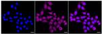 Cyclophilin A Recombinant Rabbit Monoclonal Antibody (24GB905)
