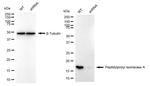 Cyclophilin A Antibody in Western Blot (WB)
