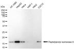 Cyclophilin A Antibody in Western Blot (WB)