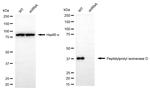 Cyclophilin 40 Antibody in Western Blot (WB)