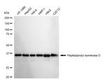 Cyclophilin 40 Antibody in Western Blot (WB)