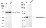 PRDX4 Antibody in Western Blot (WB)