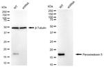 PRDX5 Antibody in Western Blot (WB)