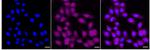 PRDX6 Recombinant Rabbit Monoclonal Antibody (24GB910)