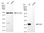 PERP Antibody in Western Blot (WB)