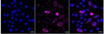 Phospho-Cdc6 (Ser106) Antibody in Immunocytochemistry (ICC/IF)