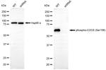 Phospho-Cdc6 (Ser106) Antibody in Western Blot (WB)