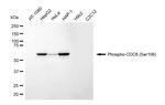 Phospho-Cdc6 (Ser106) Antibody in Western Blot (WB)