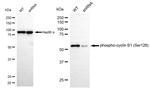 Phospho-Cyclin B1 (Ser126) Antibody in Western Blot (WB)