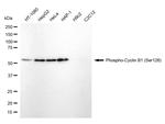 Phospho-Cyclin B1 (Ser126) Antibody in Western Blot (WB)