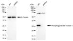 PGAM1 Antibody in Western Blot (WB)