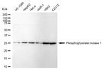 PGAM1 Recombinant Rabbit Monoclonal Antibody (24GB1635)