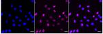 Phospho-HSF1 (Ser303, Ser307) Antibody in Immunocytochemistry (ICC/IF)